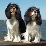 Cavalier King Charles Spaniel puppy Cavalier King Charles Spaniel puppies for sale