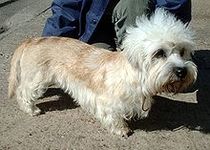 Dandie Dinmont Terrier puppy Dandie Dinmont Terrier puppies for sale