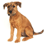 Irish Terrier puppies for sale