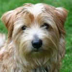 Norfolk Terrier puppies for sale