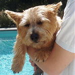 Norwich Terrier puppy Norwich Terrier puppies for sale