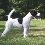 Parson Russell Terrier puppy Parson Russell Terrier puppies for sale