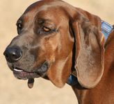 Redbone Coonhound puppies for sale