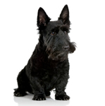 Scottish Terrier puppy Scottish Terrier puppies for sale