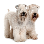 Soft Coated Wheaten Terrier puppies for sale