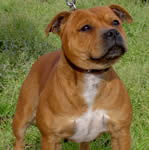 Staffordshire Bull Terrier puppies for sale