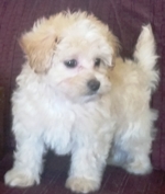 Poochon puppies for sale