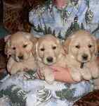 Golden retriever pups for sale in scotland