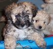 havapoo puppies for sale in pa havapoo puppies for sale havapoo breeders havapoo puppies for sale in pa havapoo puppies for sale havapoo breeders
