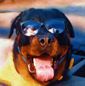 rottweiler puppies for sale tn rottweiler puppies for sale rottweiler breeders rottweiler puppies for sale tn rottweiler puppies for sale rottweiler breeders