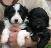 cavachon puppies for sale in va cavachon puppies for sale cavachon breeders cavachon puppies for sale in va cavachon puppies for sale cavachon breeders