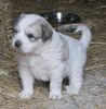 great pyrenees puppies for sale in michigan great pyrenees puppies for sale great pyrenees breeders great pyrenees puppies for sale in michigan great pyrenees puppies for sale great pyrenees breeders