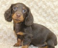 miniature dachshund puppies for sale in indiana miniature and standard dachshund puppies for sale miniature and standard dachshund miniature dachshund puppies for sale in indiana miniature and standard dachshund puppies for sale miniature and standard dachshund