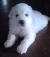 great pyrenees puppies for sale in michigan great pyrenees puppies for sale great pyrenees breeders great pyrenees puppies for sale in michigan great pyrenees puppies for sale great pyrenees breeders