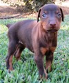puppies for sale chico ca doberman pinscher puppies for sale doberman pinscher breeders puppies for sale chico ca doberman pinscher puppies for sale doberman pinscher breeders