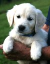 Golden retriever puppies for sale in marietta ga