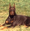 doberman pinscher puppies for sale in ga doberman pinscher puppies for sale doberman pinscher breeders doberman pinscher puppies for sale in ga doberman pinscher puppies for sale doberman pinscher breeders