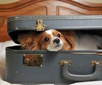 Travelling with your dog