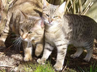 Pixie-Bob cats - Photos from Wikipedia - author is Nathalie Bent