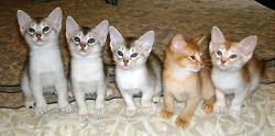 Abyssinian cats