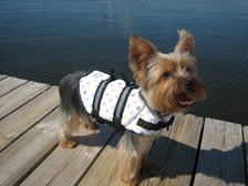 Doggy lifejacket