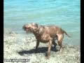 video of dogs at beach in Hungary