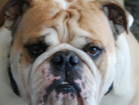 English Bulldog stud services