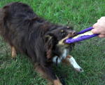 A dog and his disc