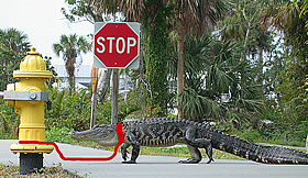 You may not tie your alligator to a fire hydrant in Michigan