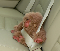 Gorillas may not ride in the back seat of a car ~ weird animal law