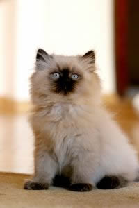 Himalayan cat