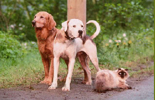 Homeward Bound Cast of animal characters