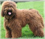 Labradoodle on BreedersClub.net