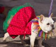 Mardi Gras Dog