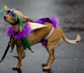 Mardi Gras Dog