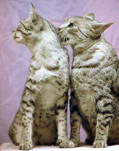 Egyptian Mau cats