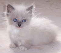 Munchkin cat