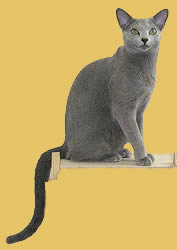 Russian Blue cats