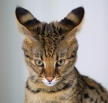 savannah cat