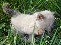 Applehead Siamese Kitten