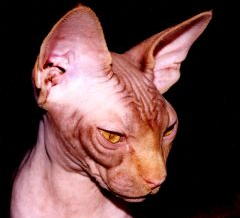 Sphynx cat