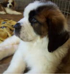 Saint Bernard puppy