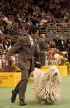 Westminster dog show