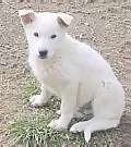 Canaan Dog puppies for sale