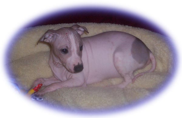 American Hairless Terrier puppies for sale